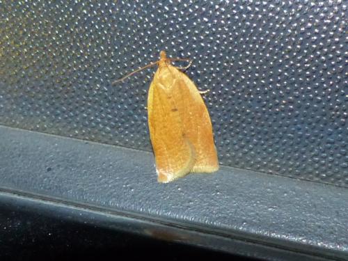 Clepsis consimilana